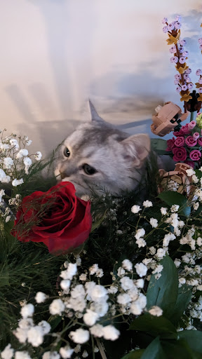 Aristocrate Fleuriste Inc - Thumbnail