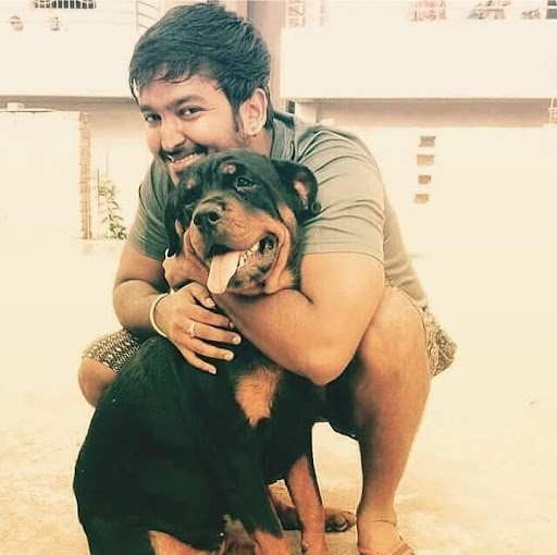 Rottweiler puppy for sale in ranchi post image