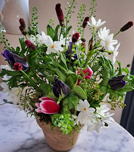 Luckes Botanical - Visual