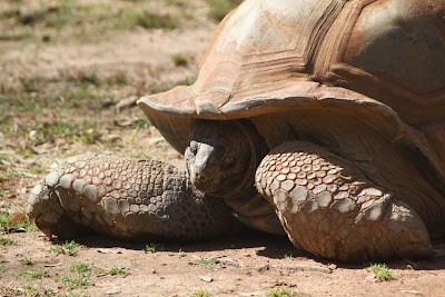 Greenville Zoo