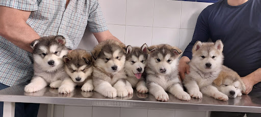 Clínica Veterinaria San Lorenzo