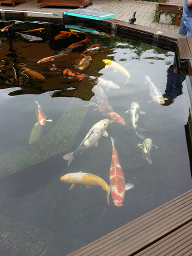 Koitec André Ahrens Japan Koi - ponds - Technology - Thumbnail