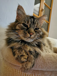 Photo n°22 de Au chat perché à Frontignan-Savès (Pension pour chats)