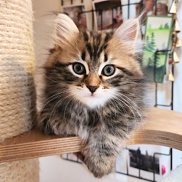 Photo n°2 de Chatterie Madame Plume à Salvizinet (Éleveur de chats)