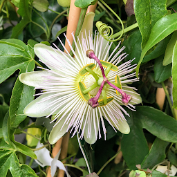 Photo n°18 de La Cité des Fleurs à Paris (Fleuriste)