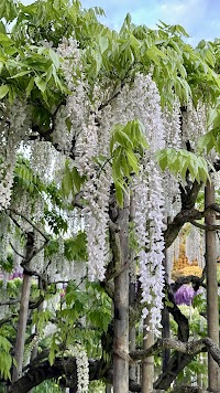むらさき藤棚