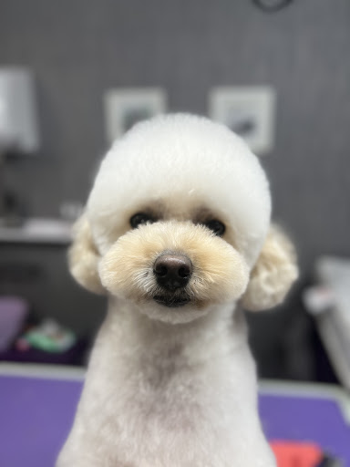 Ruff To Royal K9 Spa