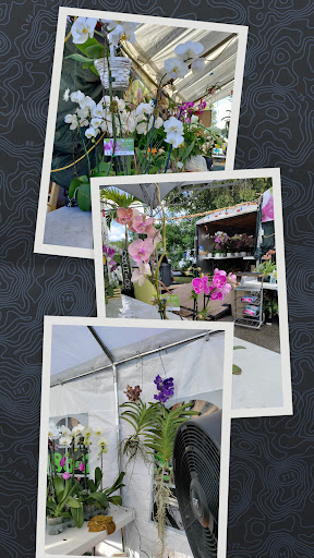 Mr Orchid - Visual