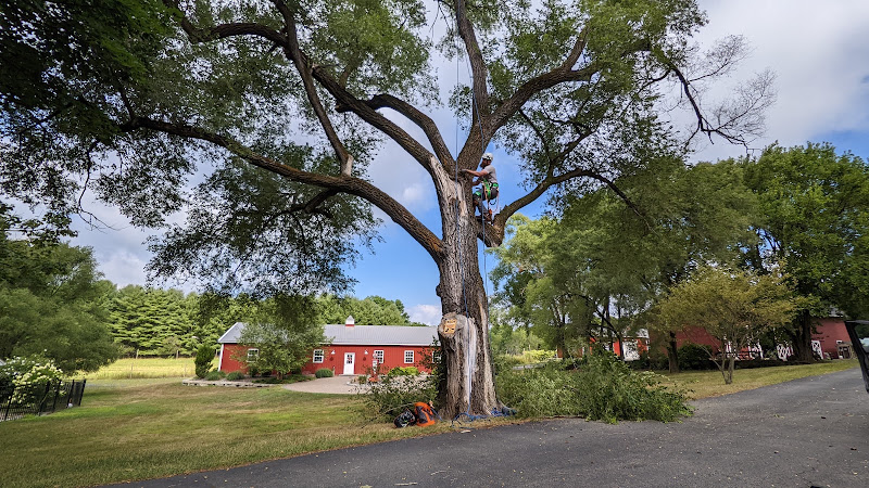 Thunder Bear Tree Service