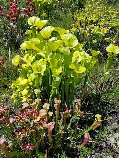 Donald E. Davis Arboretum