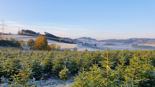 Weihnachtsbaumland.de - Thumbnail