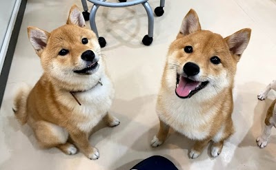 犬の幼稚園ハッピードッグ 平岡店