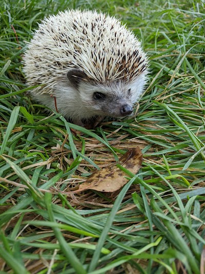 Iowa Family Hedgehogs