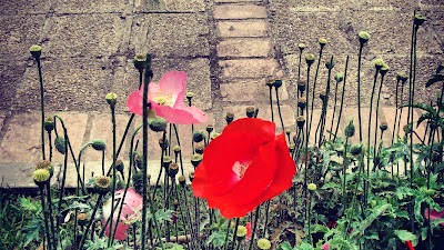 Photos of Victoria Park