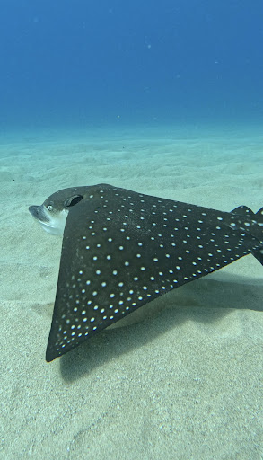 North Shore Dive Shop Gallery - United States