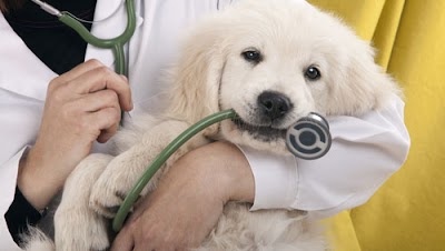 Photos of Veterinario Dr. Massimo Vitti