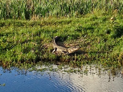 Cameron Prairie National Wildlife Refuge