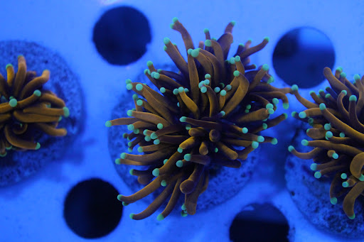 CoralsDE - Thumbnail