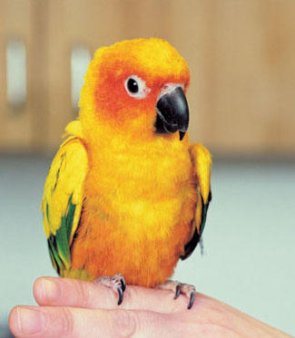 Eagle's Nest Veterinary Hospital - Thumbnail