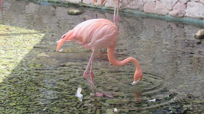 Photos of Dolphin Academy Curacao