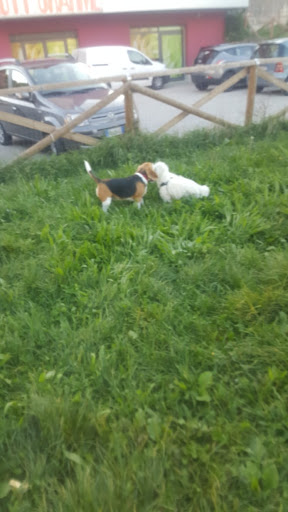 DOG Park Vivi Colle dell'Orso - Via Calabria CB - Thumbnail