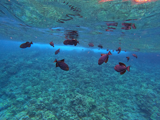 Snorkel Molokini - Thumbnail