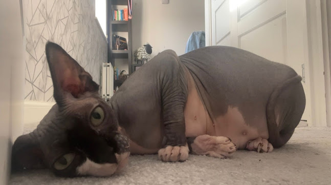 https://we-love-pets.co.uk/areas-covered/wokingham/