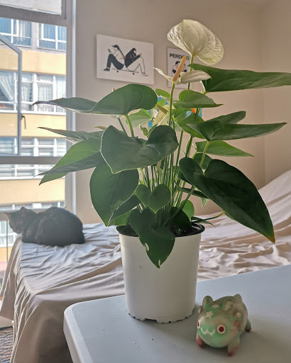 FLORERIA ELYSIUM