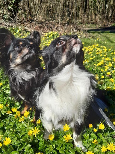 Les Chouchous De Delphine, Elevage famillial de chihuahua Gallery - France