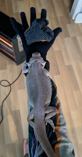 Kings Bearded Dragons