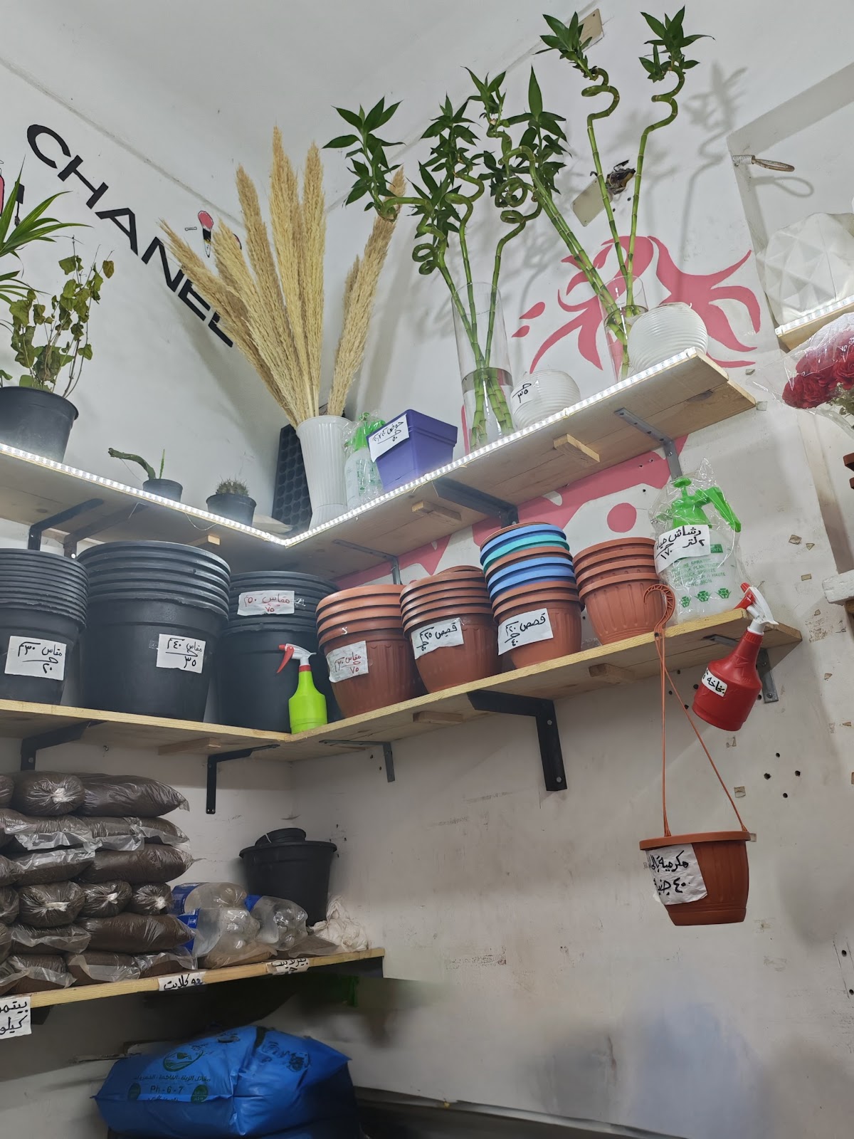 مشتل زهور الأسكندرية - صورة 2