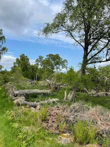 Kinord Cross Pictish Stone Gallery - United Kingdom