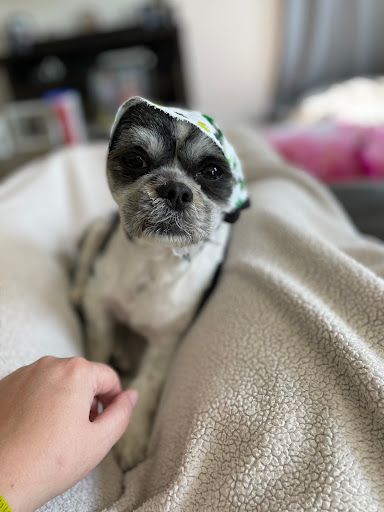 Crazy About Pets - Visual