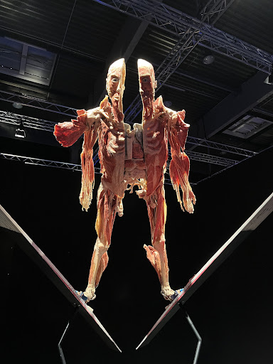 KÖRPERWELTEN Ausstellung "Am Puls der Zeit" | BLG-Forum Bremen | 19.04.-25.08.2024 - Thumbnail