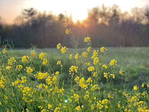 Norristown Farm Park, Lot # 5 - Thumbnail