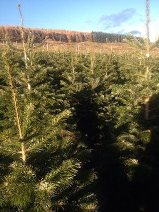 Xmas Trees Glasgow
