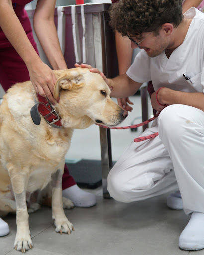 Hospital Veterinario Urvemace