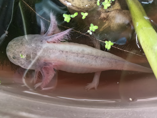 Mariachi "Zihualteco"