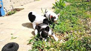 Photo n°14 de ÉLEVAGE DE LA VALLÉE DE PISSEVIN Bouledogues français à Herbault (Éleveur de chiens)