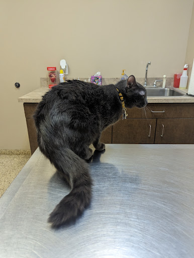 Gluckstadt Animal Hospital - Thumbnail