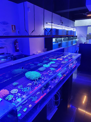 Visual Reef - Visual