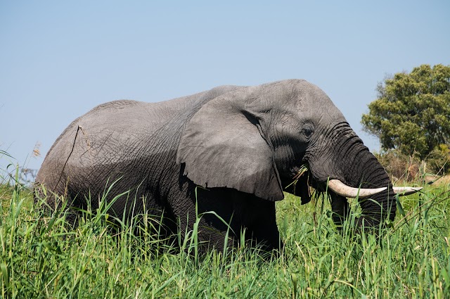 Okavango Delta