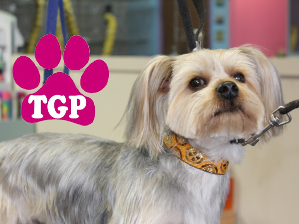 Toni's Glamour Pets