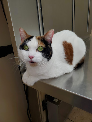 Twins Veterinary Hospital - Thumbnail
