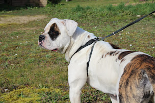 Photo n°8 de GAMM VERT à Châtillon-sur-Seine (Pépinière)