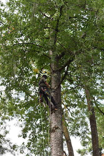 Tranquility Tree Care