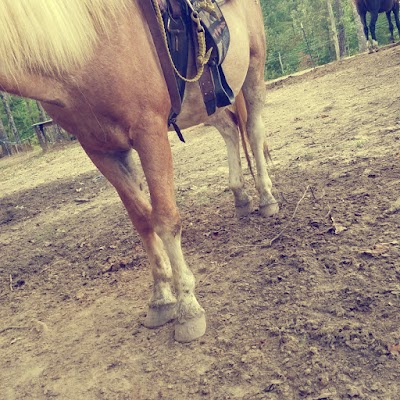 Fall Creek Falls Riding Stable