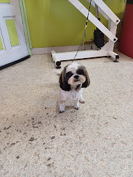 Photo n°19 de Esthéti'Chien à Saint-Hilaire-du-Harcouët (Toiletteur)
