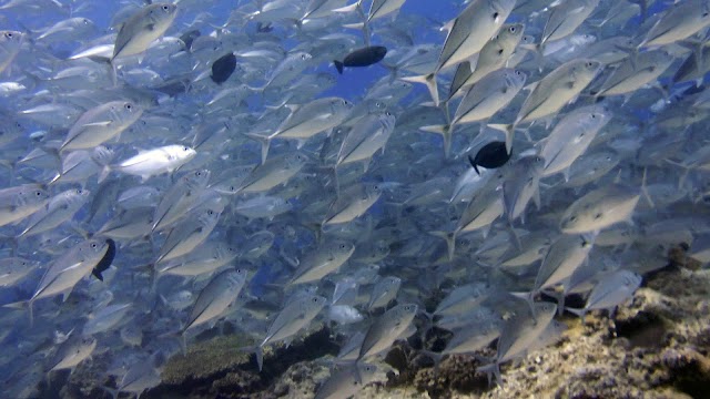 Pelau Island