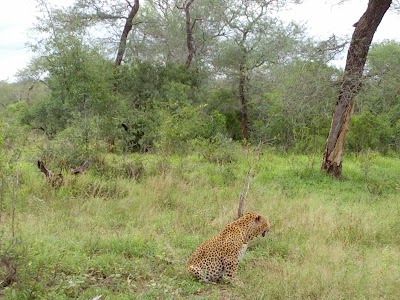 Photos of Londolozi Game Reserve
